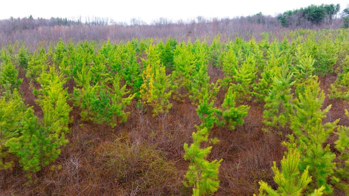 Wide trail system for access through wooded land