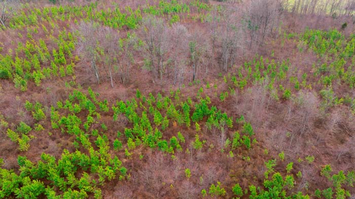 Wildlife habitat with thick cover and natural browse