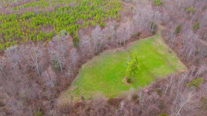 Dense planted pine trees creating wildlife sanctuary habitat