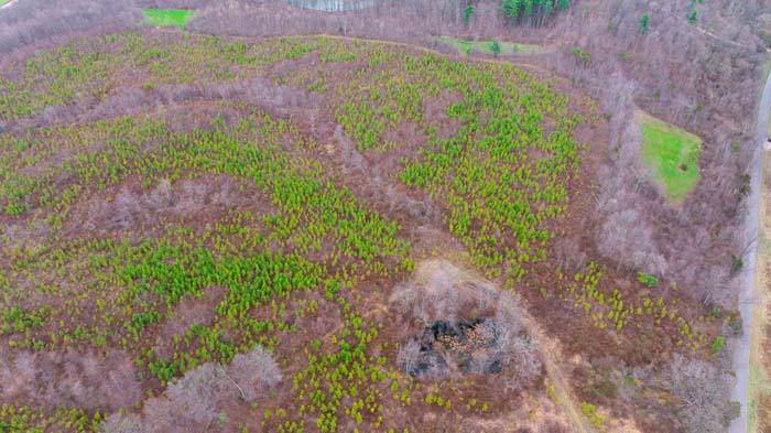 Open clearing within forest ideal for recreation use