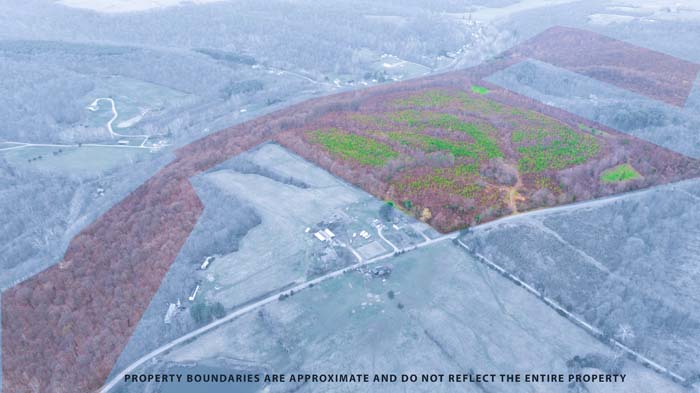 Timber stand with natural understory growth