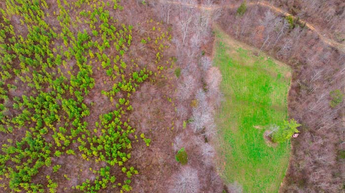 Pine thicket creating ideal deer bedding area