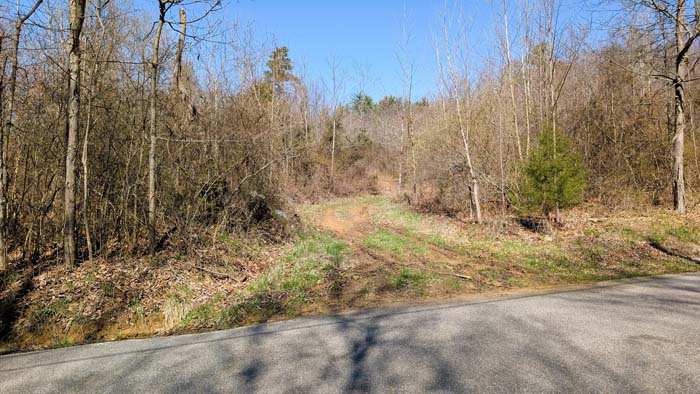 Quiet forest setting with natural ground cover
