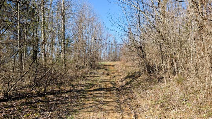 Rolling ridge line through timbered acreage
