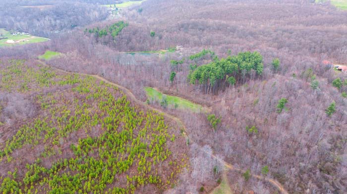 Established food plot surrounded by mature timber