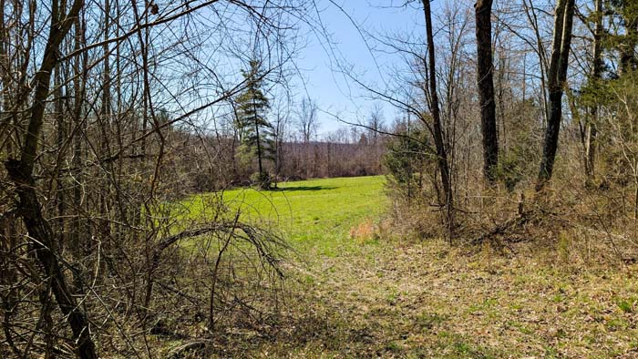 Food plot surrounded by dense cover for wildlife