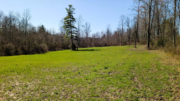 Thick pine planting offering excellent habitat