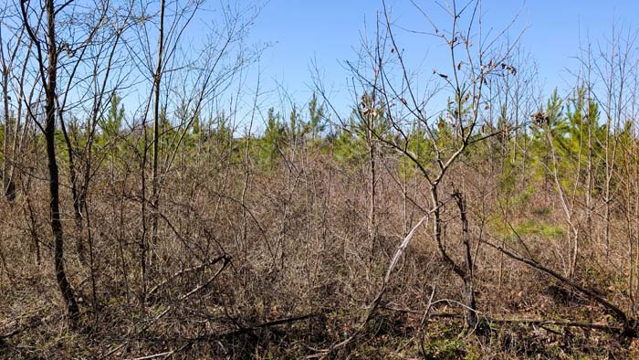 Private wooded setting ideal for outdoor recreation