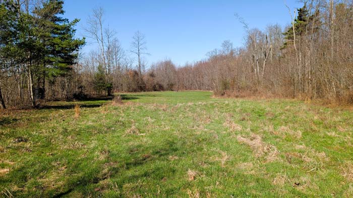 Forest canopy providing shaded ground cover