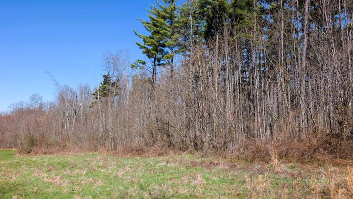 Timber and pine mix creating diverse habitat