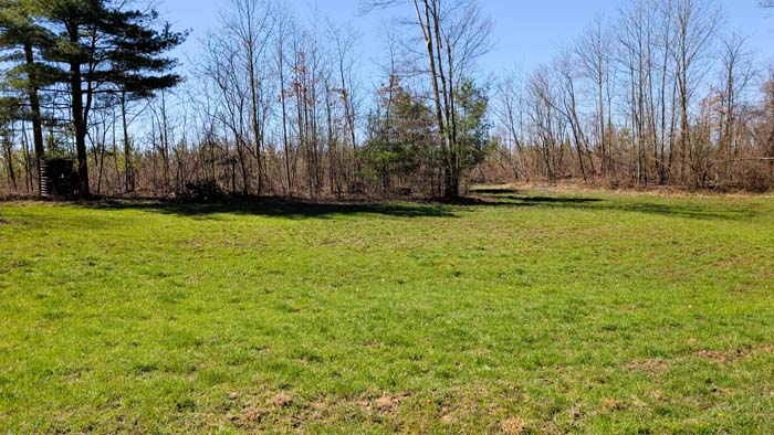 Open path leading through dense woodland