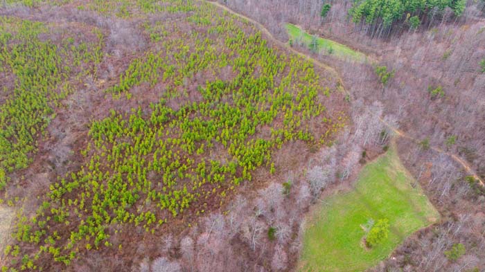 Gently rolling terrain with mixed woods and pine cover