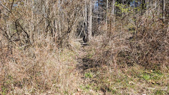 Trail access through gently rolling forest ground