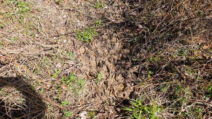 Mature timber with clear understory for walking access