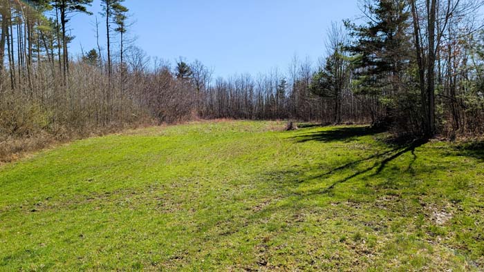 Natural woodland with diverse tree coverage