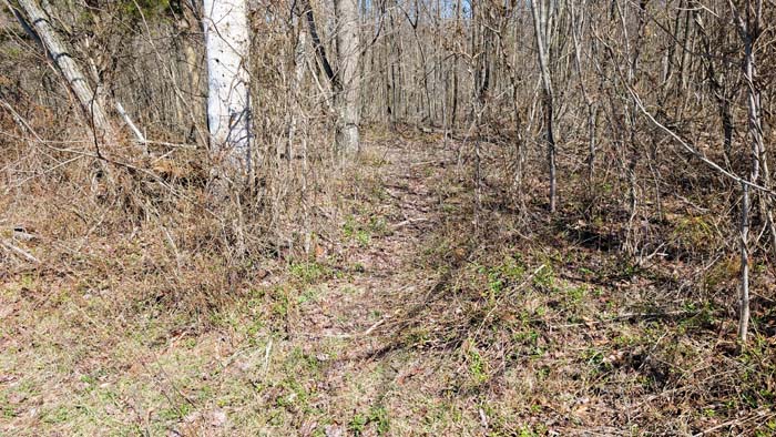 Forest opening suitable for wildlife viewing or recreation