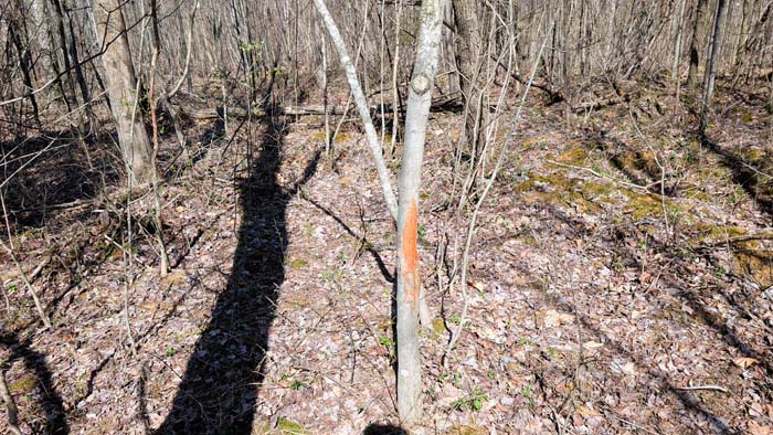 Dense woodland providing privacy and seclusion