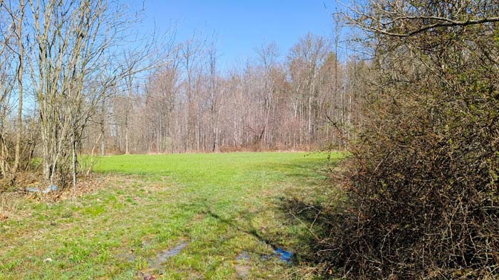 Pine grove offering excellent cover for wildlife