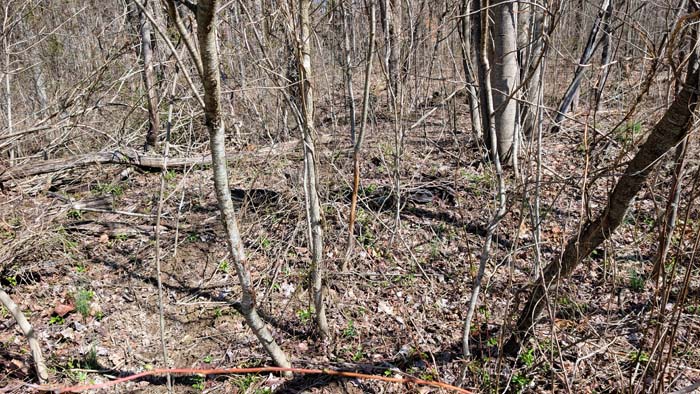 Natural forest environment with abundant wildlife habitat