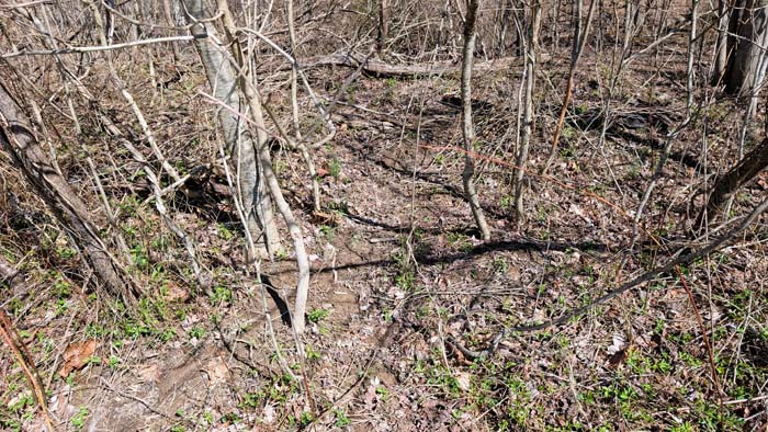 Trail winding through wooded acreage