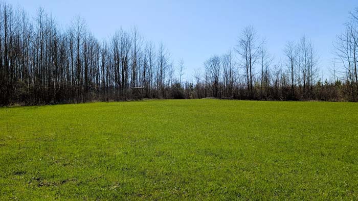 Open wooded space with scattered trees and ground cover