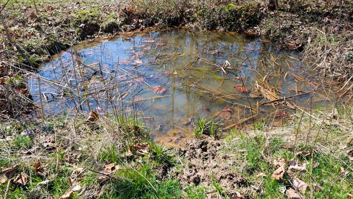 Private wooded setting with mature tree coverage