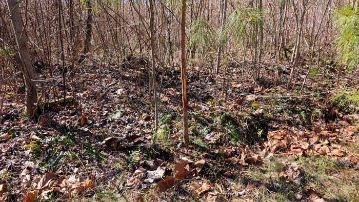 Natural landscape with thick undergrowth for wildlife