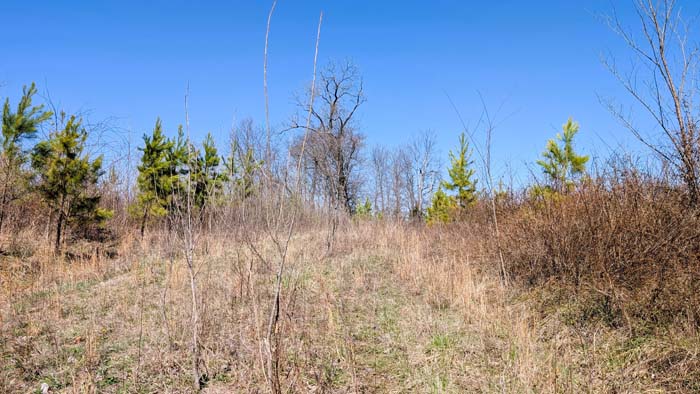 Trail system cutting through forested property