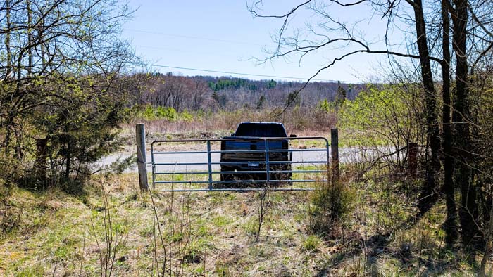 Wooded acreage with diverse plant and tree life
