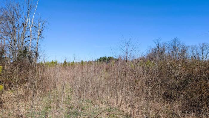 Quiet forest trail leading through property