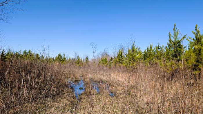 Dense pine trees forming natural wildlife habitat