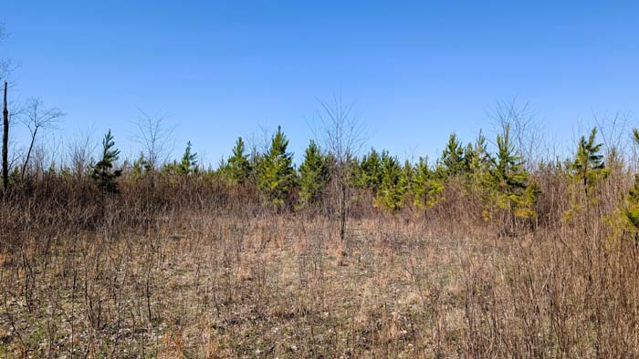 Open woodland with scattered mature trees