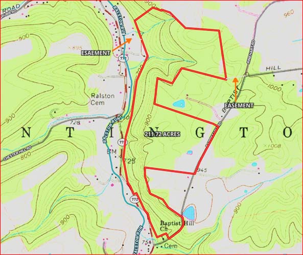 Natural woodland environment with mixed tree species