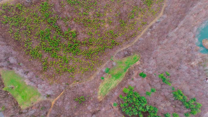 Open food plot area with surrounding forest cover
