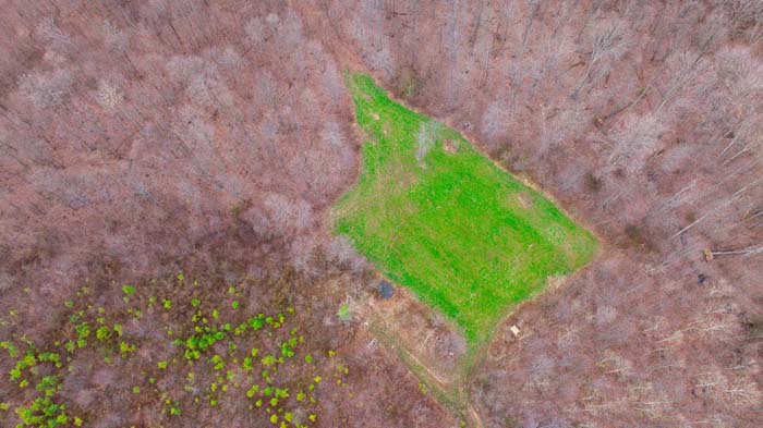 Mature timber stand with thick undergrowth for deer cover