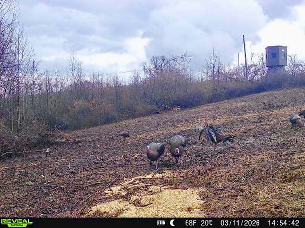 Turnkey Ohio hunting property with cabin and pole barn utility