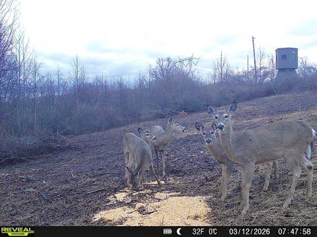 Hunting land with cabin and established stand setup ready to use