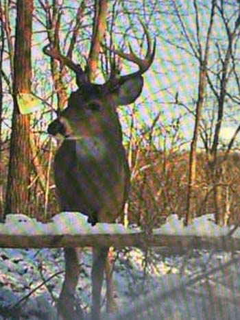 Recreational land with cabin and established hunting access