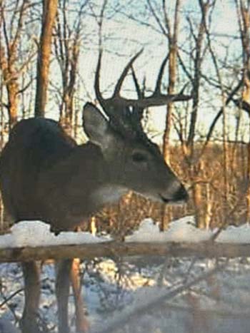 Wooded land with cabin and immediate outdoor use potential