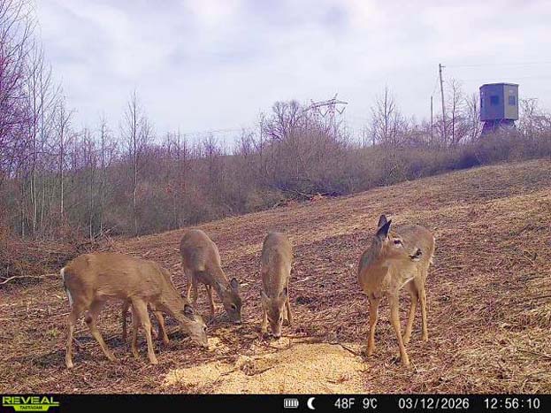 Wooded acreage with small hunting cabin and utility structure