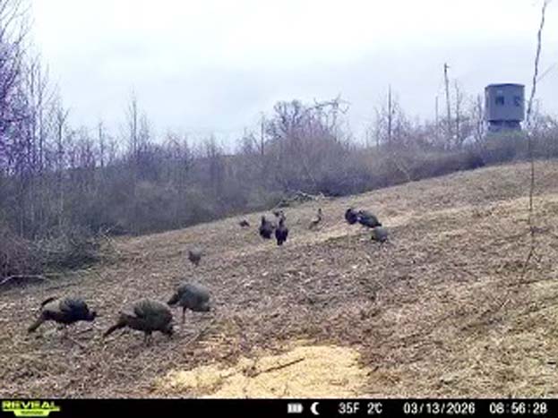 Wooded property with established hunting setup and cover