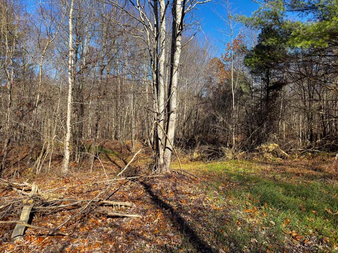 trail entering wooded hunting land