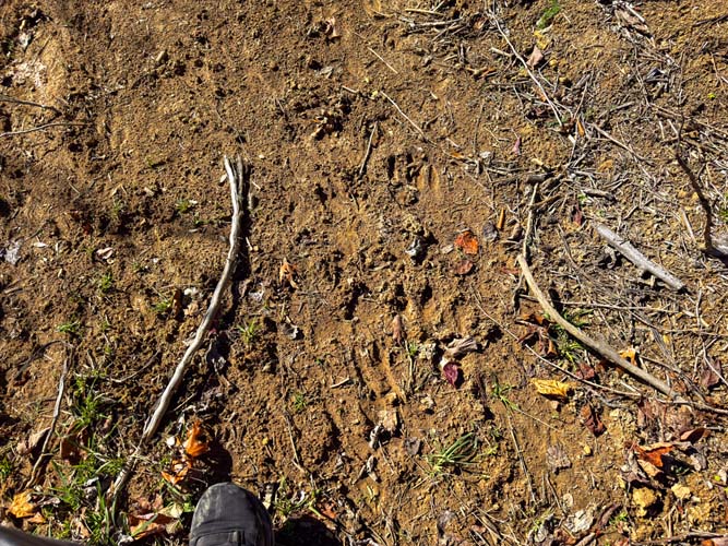 secluded interior section of Belmont County land