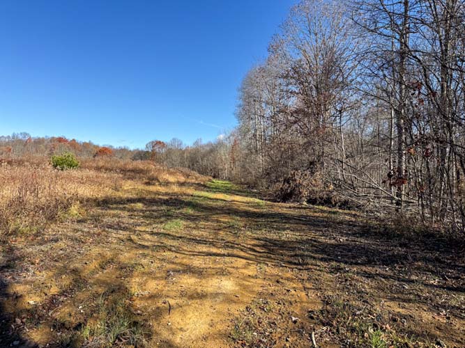 mixed hardwood forest on 83-acre tract