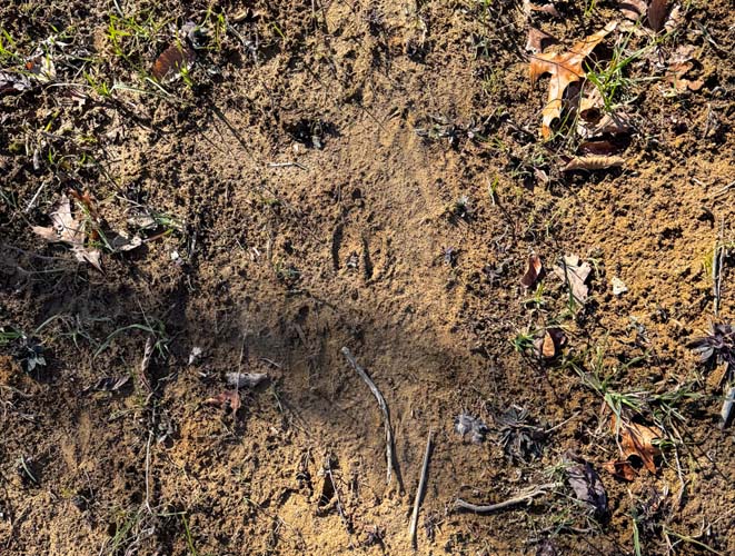 natural funnel terrain for deer movement