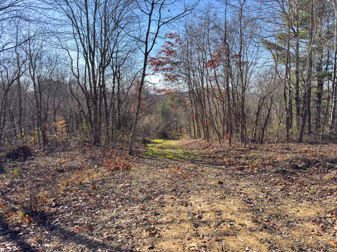 long visibility through mature hardwoods