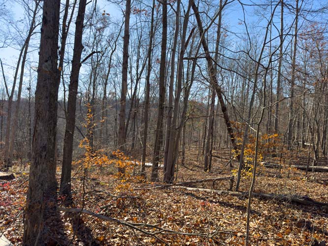 rolling Appalachian terrain ideal for hunting