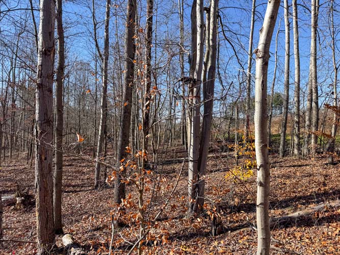 rolling hillsides and timber cover