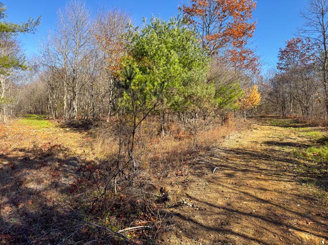 dense bedding cover for whitetail deer