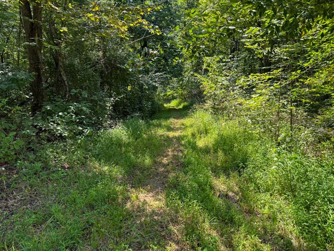 Open clearing suitable for cabin or home build